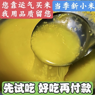 藁城马庄黄小米新米黄金苗K1月子宝宝米农家小黄米新米早餐小米粥