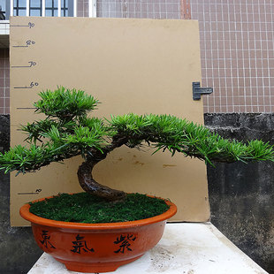 新品小叶雀c舌罗汉松盆景树桩室内客厅阳台庭院绿植金钻罗汉松四