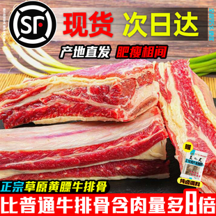 草原黄膘牛排骨新鲜带肉牛肋排牛肋条仔骨草饲散养黄牛肉商用