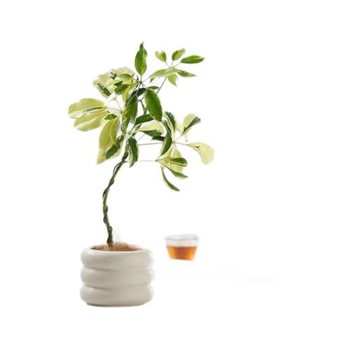 办公室桌面d飘枝花叶鸭脚木鸭掌木发财树八方来财网红植物好养绿