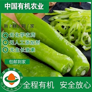有机青尖椒辣椒新鲜现摘现发有机认证0农残不打药新鲜绿色蔬菜