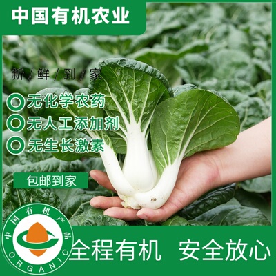 有机奶白菜新鲜有机认证无农残