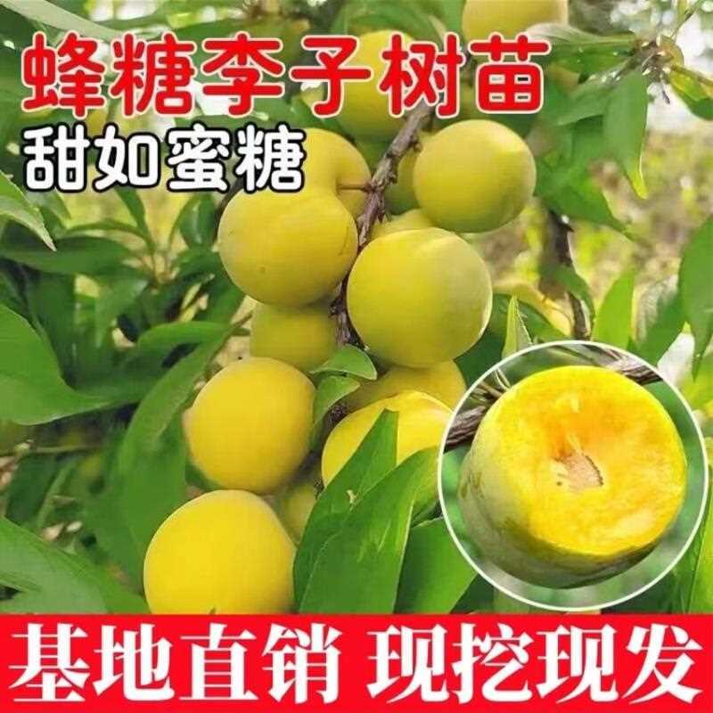 嫁接蜂糖李子树苗正宗蜂糖李抗寒耐热盆栽地栽当年结果南北方种植