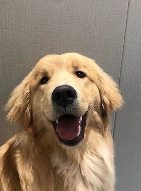 【星纳】gfbl板卡【议价】