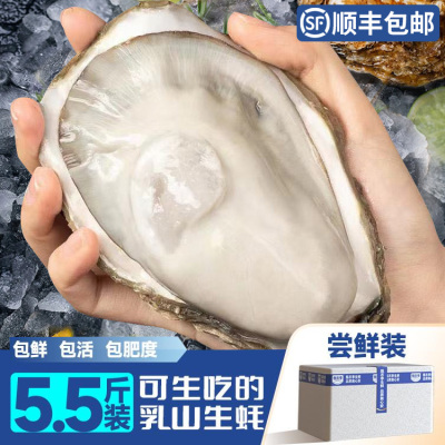5斤送半斤正宗特大威海乳山生蚝