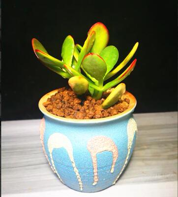 黄金花月盆栽 姬花月 新花月锦三色花月玉树盆栽多肉植物黄金花月