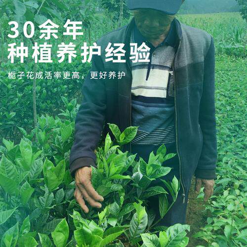 栀子花盆栽开花老树老桩树苗室内花卉绿植常绿植物独杆大苗浓香型