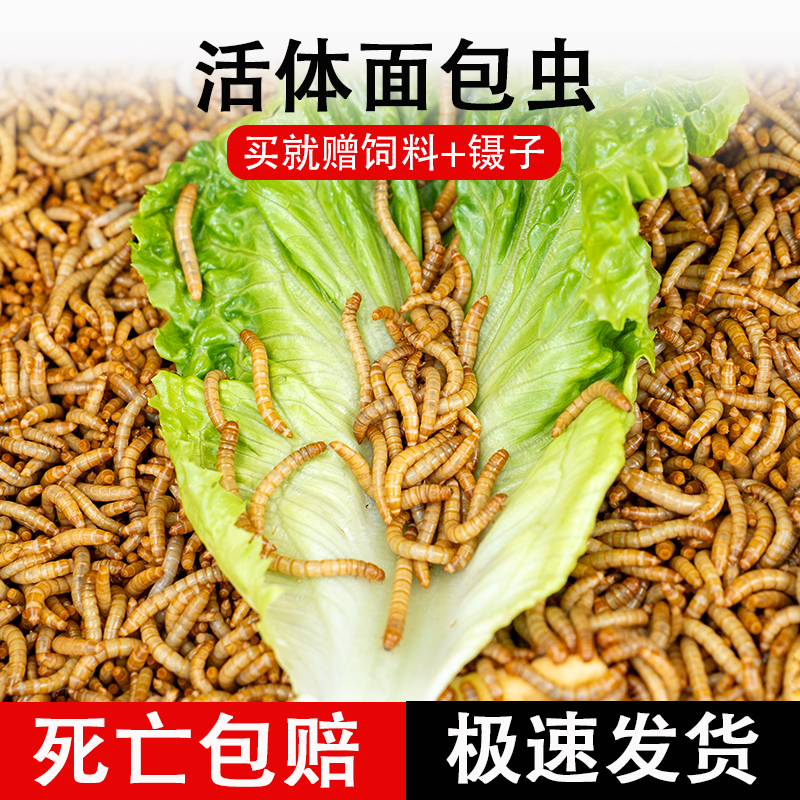 面包虫活体黄粉虫爬宠昆虫活物饲饵料钓鱼专用带饲养盒守宫食物