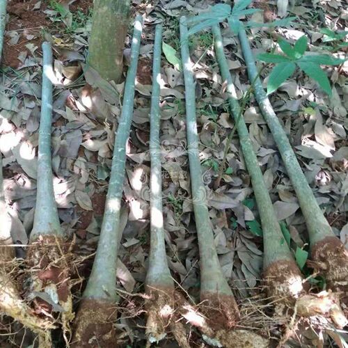热销大发财树单杆独杆发财树苗树头树桩客K厅前台办公室内大型盆