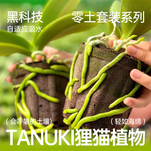 TANUKI绿植专用透气碳棉炭棉杯