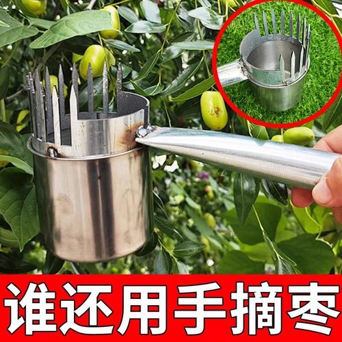 果蔬修枝剪山枣专用摘杨梅不锈钢