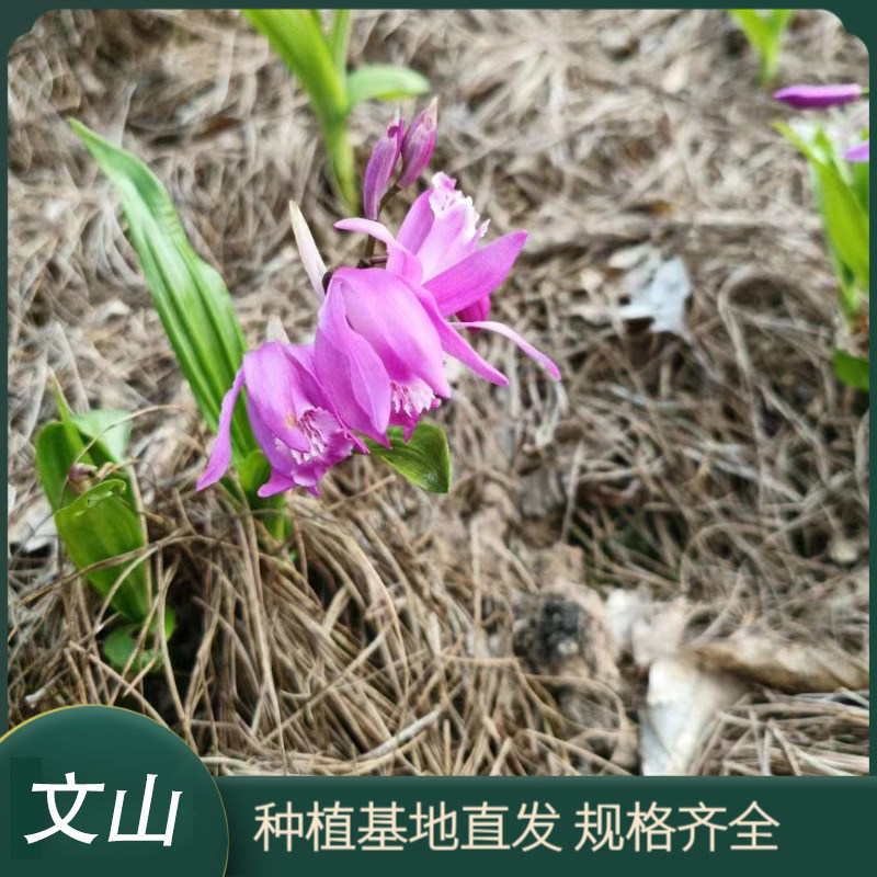 文山紫花三叉白芨苗  花坛边缘配植 基地种植供应花卉种植盆栽