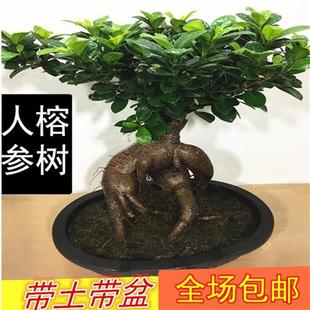 常青地瓜榕易养 小叶榕四季 植物室内桌面盆栽人参榕 榕树树桩盆景