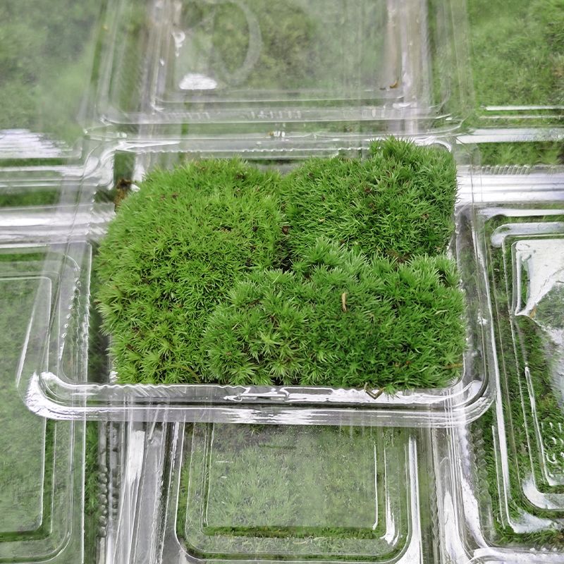 新疆包邮苔藓微景观白发