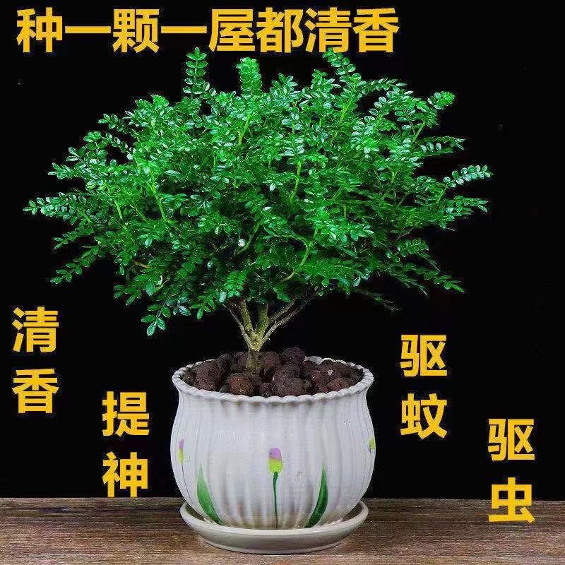 新疆包邮清香木胡椒木盆
