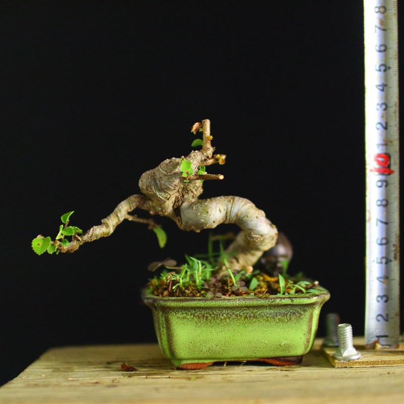 极速小叶榆树盆景榔榆窗台阳z台植物绿植茶台办公室掌上盆景