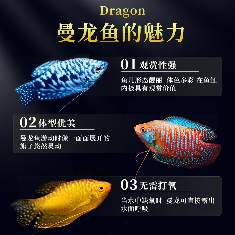 极速曼红龙热带观赏鱼好r养耐活淡水鱼苗小型活鱼五彩丽丽鱼珍珠