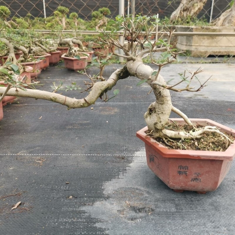 极速对节白蜡盆景京山老桩熟桩悬崖式提根庭M院观赏盆栽提根小造