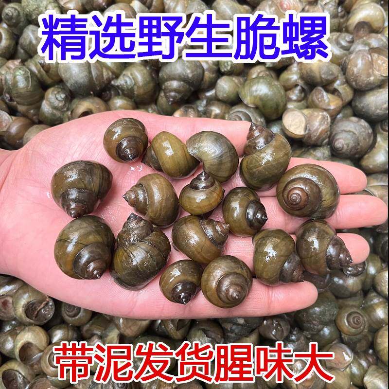 新品脆螺钓鱼大物挂钩新鲜活薄皮田螺G丝活饵料打窝钓大青鱼乌鱼