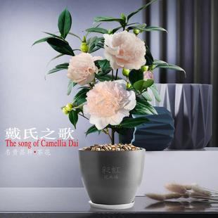 戴氏之歌水晶稀有品种美国进口名贵巨型粉色托桂茶花庭院盆栽绿植