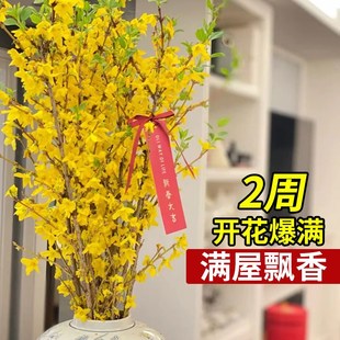 极速雪柳干枝水养鲜n枝支珍珠李水培绿植物鲜花四季开花卉盆栽室