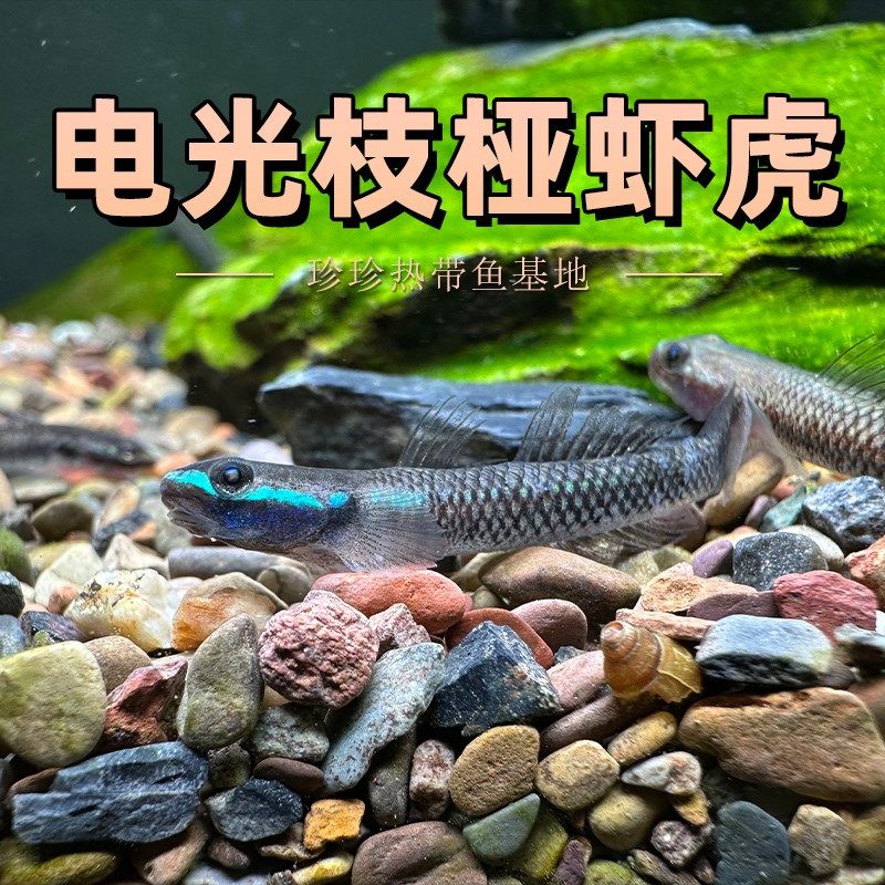 极速电光枝桠虾虎西蒙o氏枝桠虾虎鱼淡水冷水饲养原生除藻清洁工