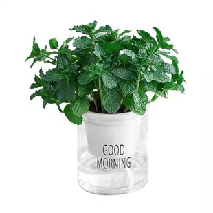 极速薄荷盆栽e可食用薄荷叶水培植物迷迭香绿植室内盆栽花卉客厅