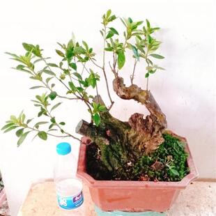 极速厂家博弈兰园盆景直t播选一物一拍下紫藤山楂茶叶树五角枫杜