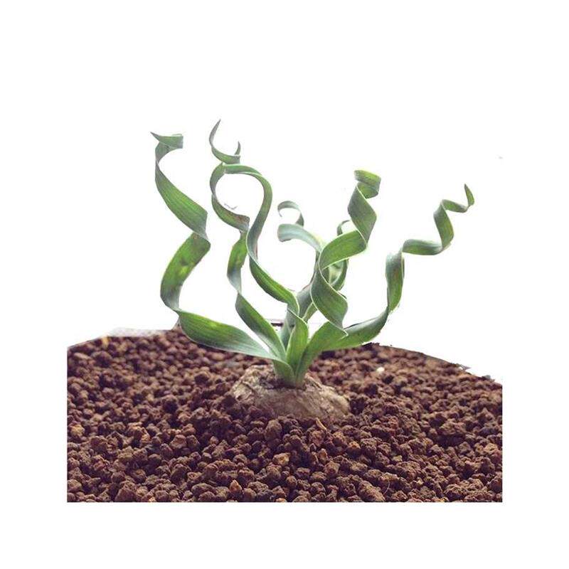 极速宽叶弹簧草O属宽弹对版x多肉植物球根块根稀有品种大棚基地直