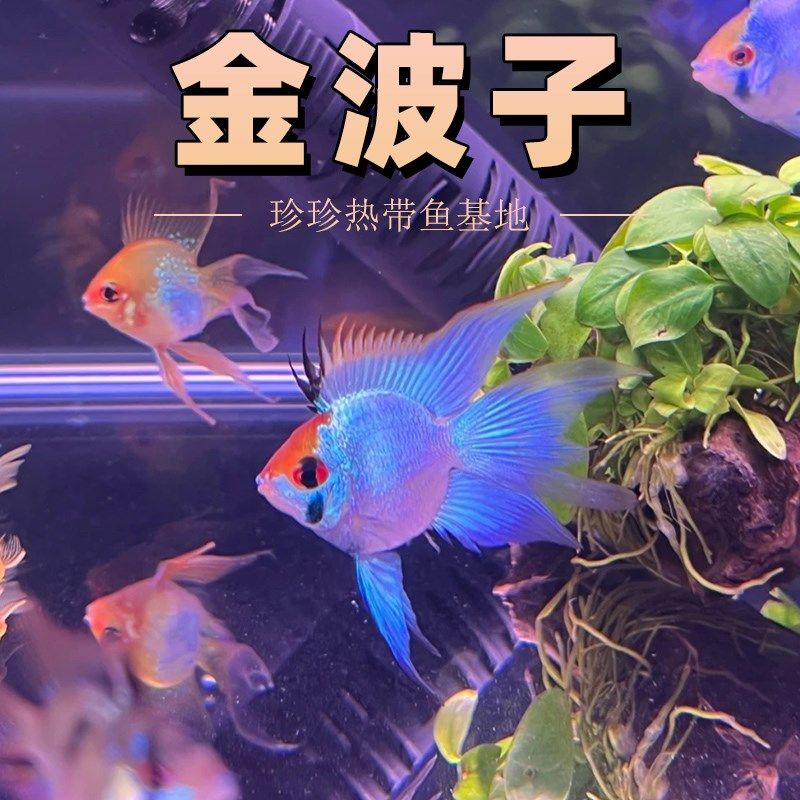 极速桃心长尾金波子鱼p蓝波子鱼短鲷鱼热带观赏鱼荷兰凤凰球小型图片