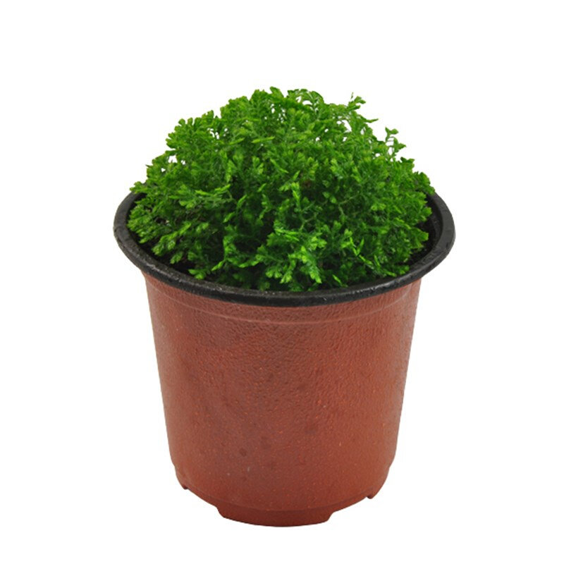 情人草绿地球桌面绿植珊瑚厥常绿蕨类植物翠云草绿地z球盆栽植物