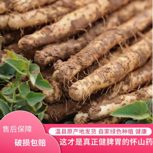 温县特产垆土铁棍山药新鲜现挖