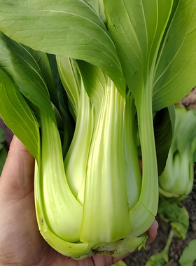 方震上海青种子小白菜菜种子矮脚小青菜籽蔬菜种子油菜阳台园艺