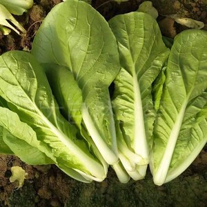 方震四季黄金奶油小白菜种子耐热耐寒四季播种阳台盆栽蔬菜种子