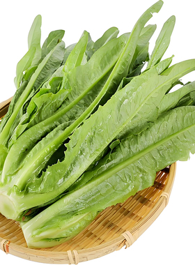 油麦菜种子大叶耐热四季农家阳台盆栽春季油麦菜大颗蔬菜种子大全