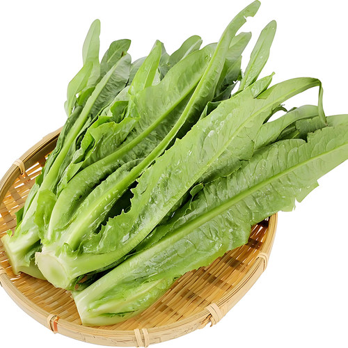 油麦菜籽油麦菜种籽油麦菜籽