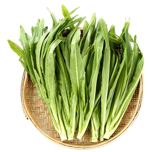 今年新种四季油麦菜种子脆甜青菜种籽阳台盆栽地栽蔬菜种子