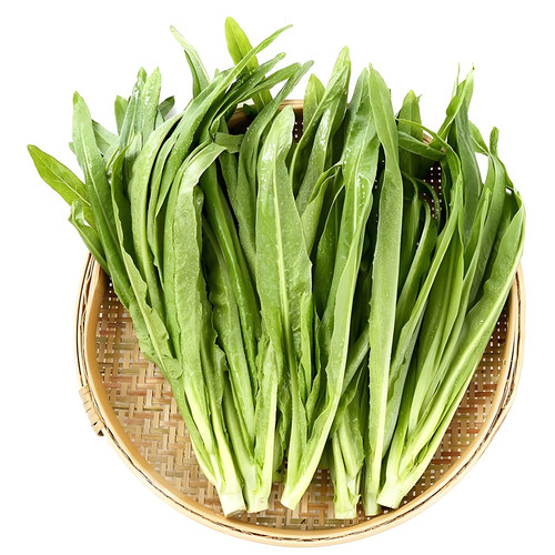 方震油麦菜种子四季播香甜脆爽