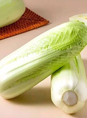蔬菜绿青口大白菜种子种籽青麻叶秋天高产秋季菜籽四季冬季蔬菜孑