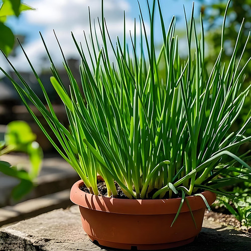 四季小香葱种子庭院阳台盆栽