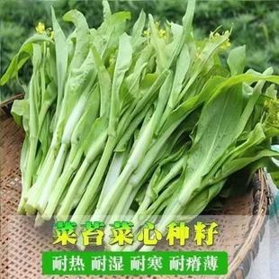 早熟甜脆多芽白菜苔种子高产侧芽多味甜软白菜心籽种大全蔬菜种孑