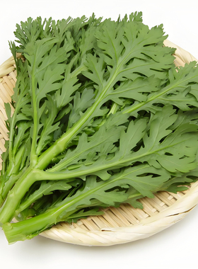 皇帝菜中叶茼蒿种子青菜种籽春菊菜种茼蒿菜种籽种四季蔬菜孑菜籽