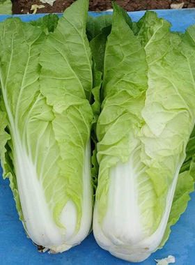 四季奶油快菜种子小白菜种孑菜种籽青菜速生快菜种籽蔬菜籽种大全