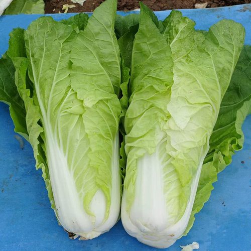 四季奶油快菜耐热速生种子种籽