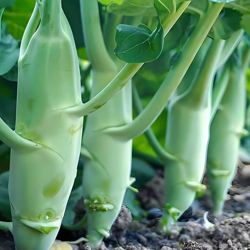 蔬菜甜脆鸡腿芥蓝种子粗条籽芥兰