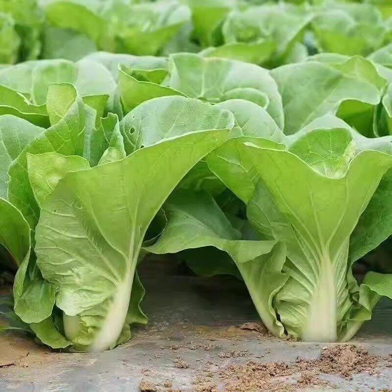 早熟奶油快菜种子小白菜种籽耐热耐湿四季速生菜种籽阳台盆栽蔬菜