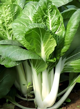 方震四季高脚大白菜种子长杆白菜高梗白杆青菜种籽抗病蔬菜种子
