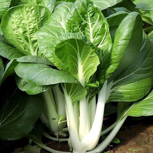 方震四季高脚大白菜种子抗病