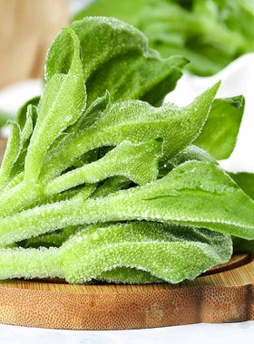 水晶冰菜种籽阳台蔬菜种子大全四季盆栽冰草苗秧秋冬种植青菜种孑