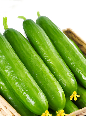 不搭架满地爬水果黄瓜种子四季庭院阳台盆栽黄瓜籽种蔬菜种子